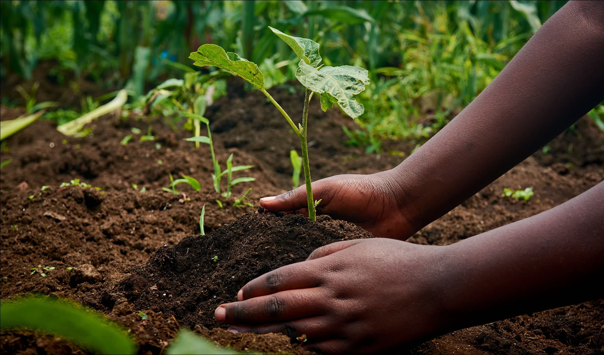 Enrichir les sols grâce au compost